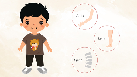 Human Body